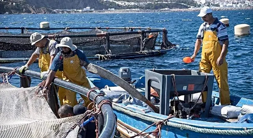 




Pesca marítima: La estrategia Halieutis refuerza el liderazgo de Marruecos en el sector (Diario español)


